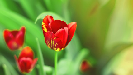 flower tulip. toned. natural background.