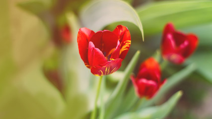 flower tulip. toned. natural background.