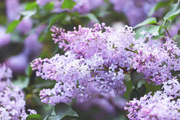 Obraz premium a blossoming bush of lilac. natural background