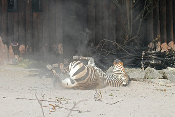 Zebra im Sand
