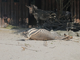 Fototapeta na wymiar Zebra im Sand
