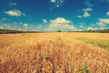 Summer landscape with wheat field. Gold wheat field. Toned.