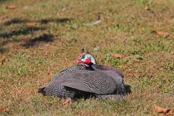 Perl-Hund in der Sonne