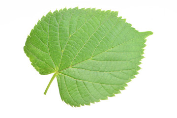 Leaf of a linden