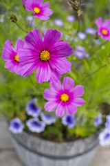 the beautiful flowerpot on balcony with Cosmos flowers and other balcony flowers