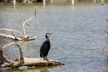 Cormorant standing on dead tree branche in the spring waters of lake Kerkini, Northern Greece. Close-up picture