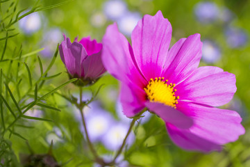 Fototapeta premium the beautiful flowerpot on balcony with Cosmos flowers and other balcony flowers