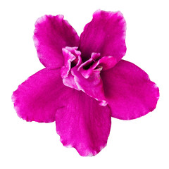 Obraz premium Flower pink Viola isolated on white background. Close-up. Macro. Element of design.