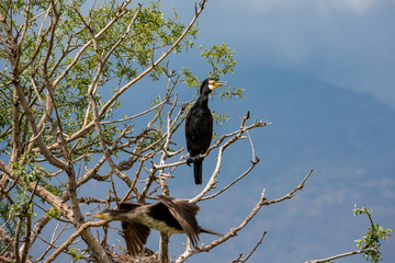 Cormorant standing on dead tree branche in the spring waters of lake Kerkini, Northern Greece. Close-up picture of bird, looking right. Motion blur of another flying cormorant