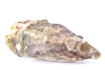 Fresh oyster