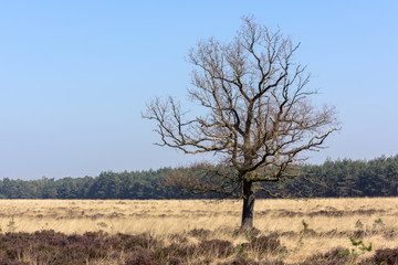 A single bare tree during spring standing on a moor at the Veluwe in the Netherlands
