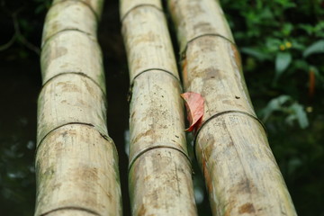 Bamboo natural background