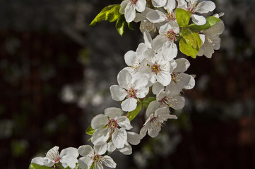     Plum blossom on garden background. Spring, nature, white flower, green fresh leaves 