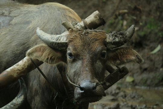 Farmers plows rice fields. Indonesian culture traditional plowing with buffalo. 