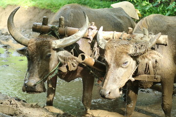 Farmers plows rice fields. Indonesian culture traditional plowing with buffalo. 