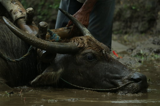Farmers plows rice fields. Indonesian culture traditional plowing with buffalo. 