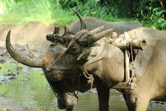 Farmers plows rice fields. Indonesian culture traditional plowing with buffalo. 