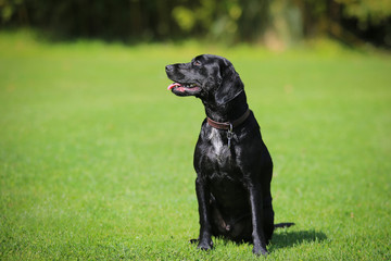 labrador attentive