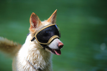 dog with sunglasses