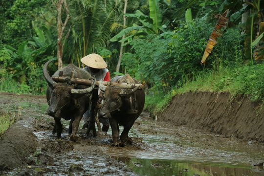 Farmers plows rice fields. Indonesian culture traditional plowing with buffalo. 