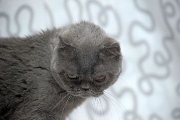 Gray lop-eared cat