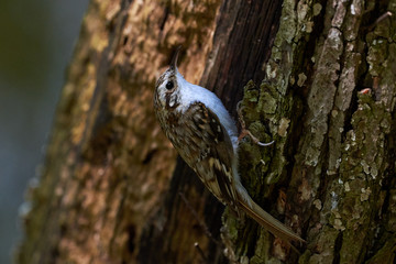 Eurasian treecreeper (Certhia familiaris)