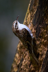 Eurasian treecreeper (Certhia familiaris)