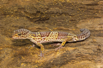 Leopard gecko, Eublepharis satpuraensis, Eublepharidae, Madhya Pradesh, India