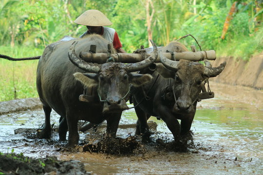 Farmers plows rice fields. Indonesian culture traditional plowing with buffalo. 