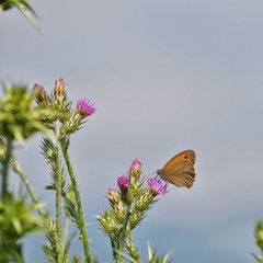 Farfalla su fiore di Cardo