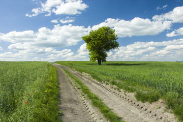 Fototapeta na wymiar Dirt road through green fields and a lonely tree