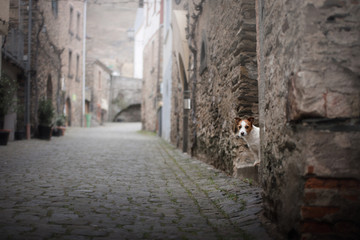 Fototapeta na wymiar a small dog in the old town. A pet in the city. Jack Russell Terrier