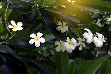 closeup of white plumeria flower with green leaves