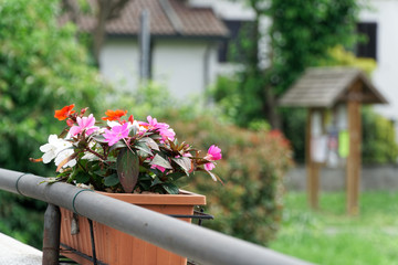 Close-up flowerpot with flower on bridge. blured background