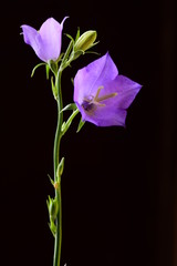 Close view of tender ripe bell flowers on black background
