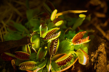 Naturalne rośliny.  © Fotoinspiracja