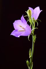 Close view of tender ripe bell flowers on black background
