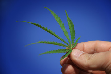 Man Holding a Cannabis Sativa Leaf