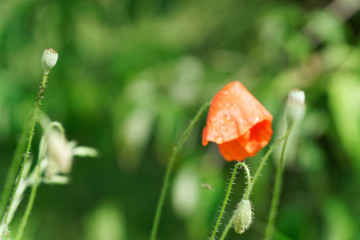 Red poppy flower on spring fresh green field, sunny day