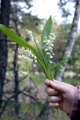 In the hand a bouquet of forest lilies of the valley