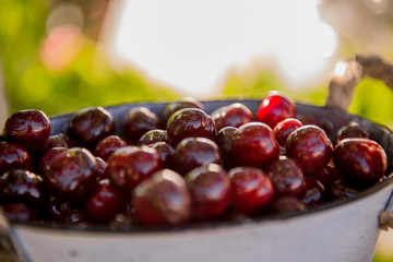 Basket with cherries in the garden. Ripe sweet cherries in a basket. Harvest of sweet cherries. Summer gardening season
