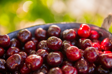Basket with cherries in the garden. Ripe sweet cherries in a basket. Harvest of sweet cherries. Summer gardening season
