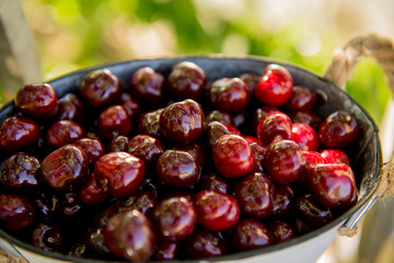 Basket with cherries in the garden. Ripe sweet cherries in a basket. Harvest of sweet cherries. Summer gardening season
