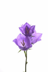 Fototapeta premium Campanula blue spring flowers