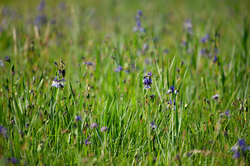 Sibirische Schwertlilie, Wiesenstück mit Blumen © saumhuhn