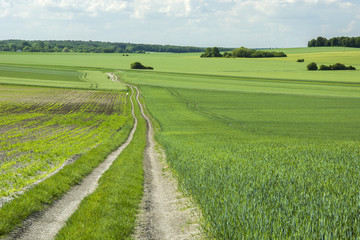 Long road and green fields, forest on the horizon