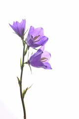 Campanula blue spring flowers