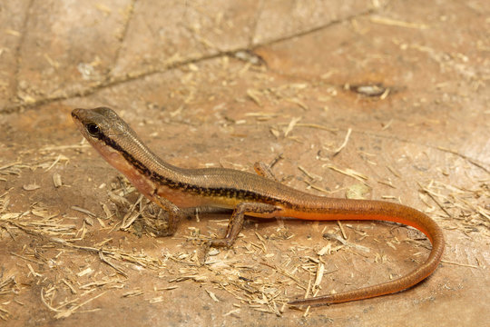 Skink, Sphenomorphus sp, Scincidae, Trishna, Tripura , India