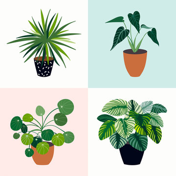 House plants collection with four tropical plants 