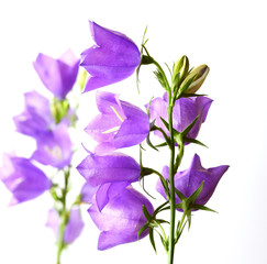 Campanula blue spring flowers